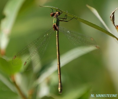 Lestes viridis